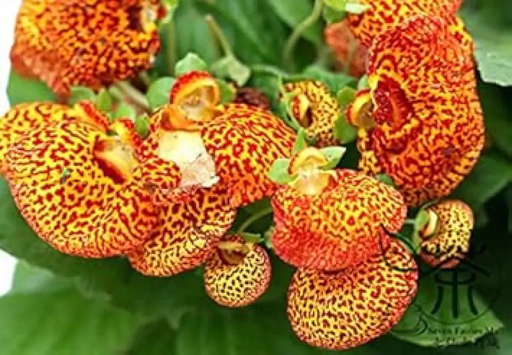 Yellow Calceolaria Crenatiflora Plant Seeds Planting