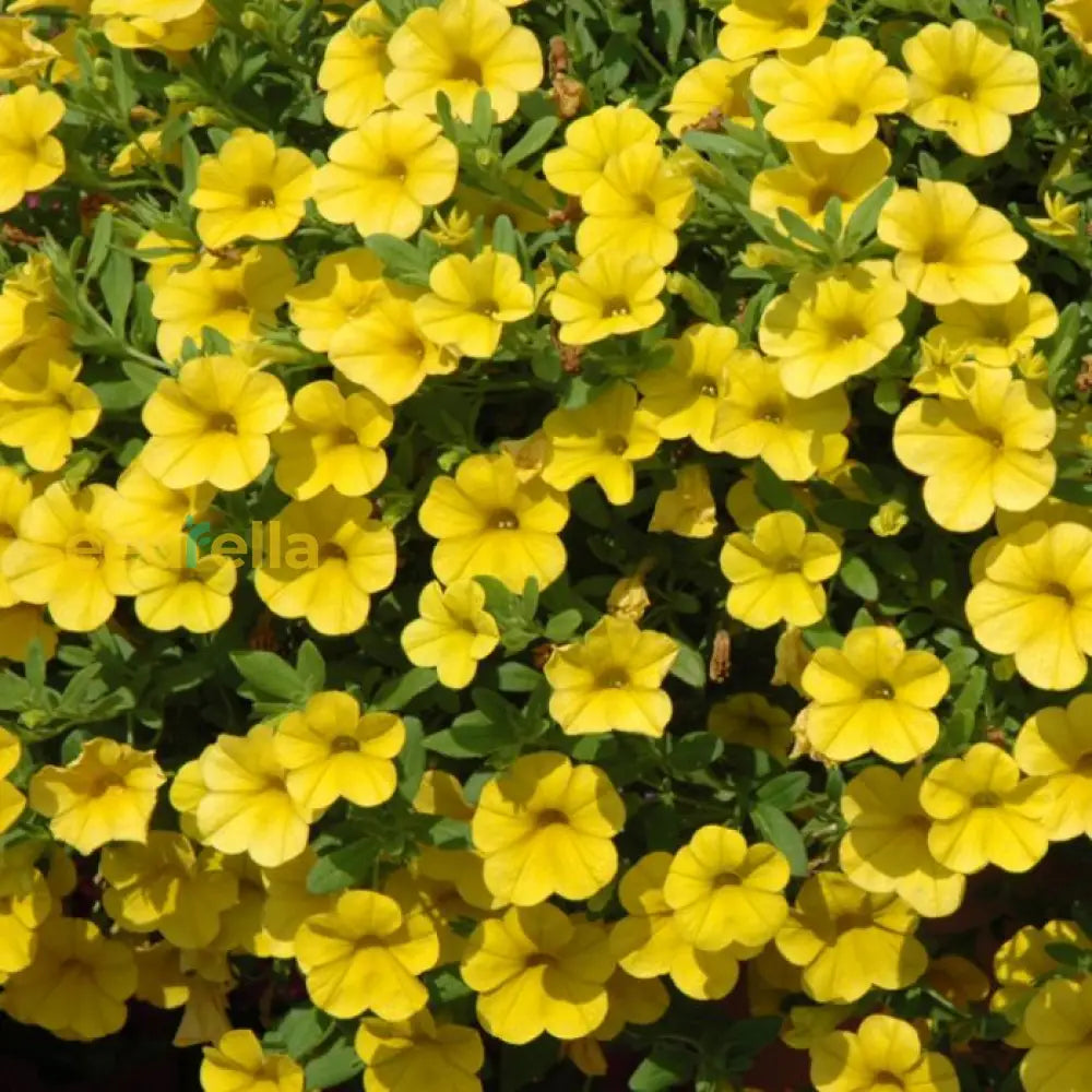 Yellow Calibrachoa Kabloom Flower Seeds Planting