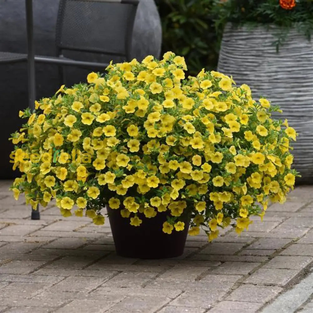 Yellow Calibrachoa Kabloom Flower Seeds Planting