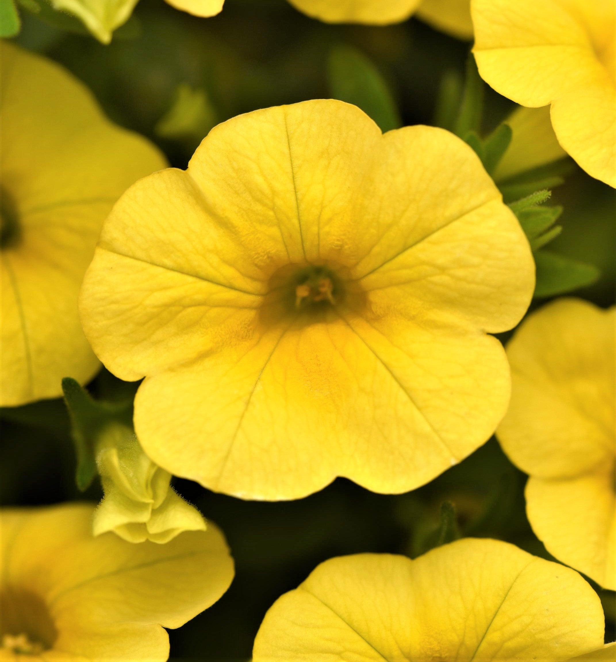 Yellow Calibrachoa Flower Seeds for Planting