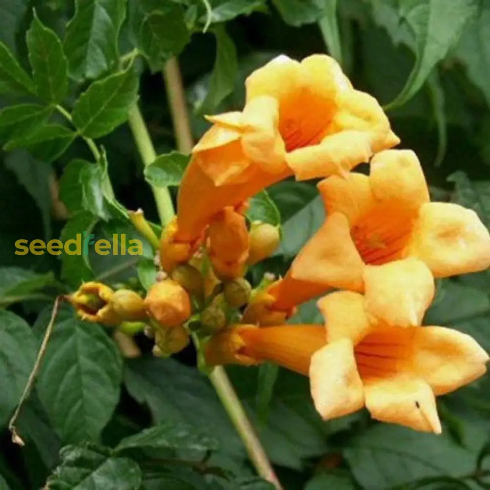 Yellow Campis Radicans Flower Seeds Planting