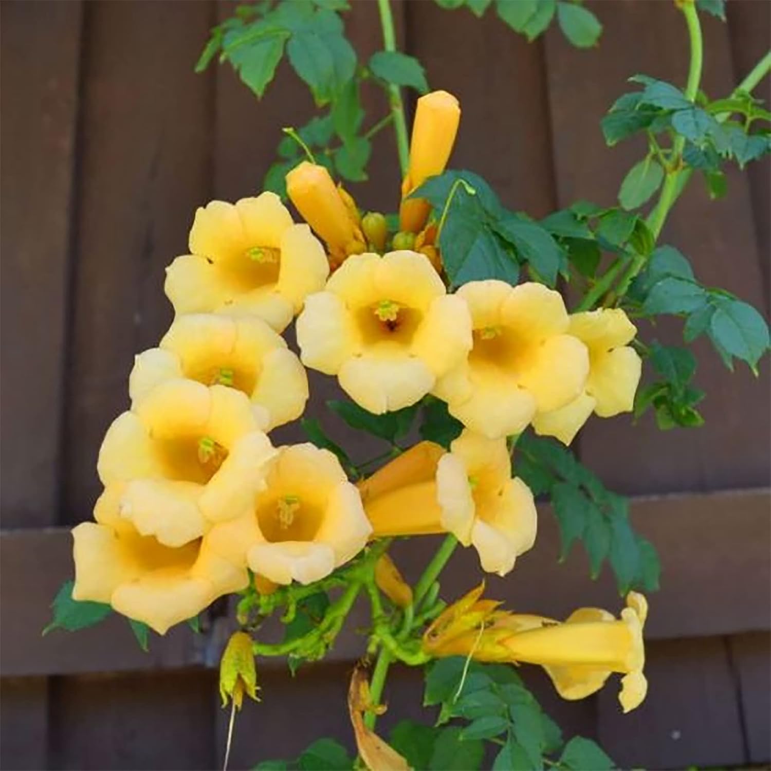 Yellow Campsis Radicans Flower Seeds for Planting