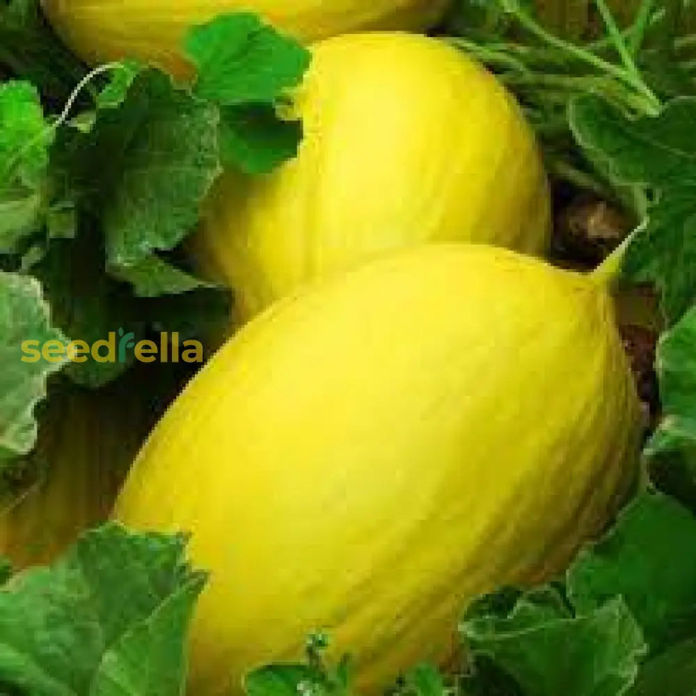 Yellow Canary Melon Fruit Seeds Planting