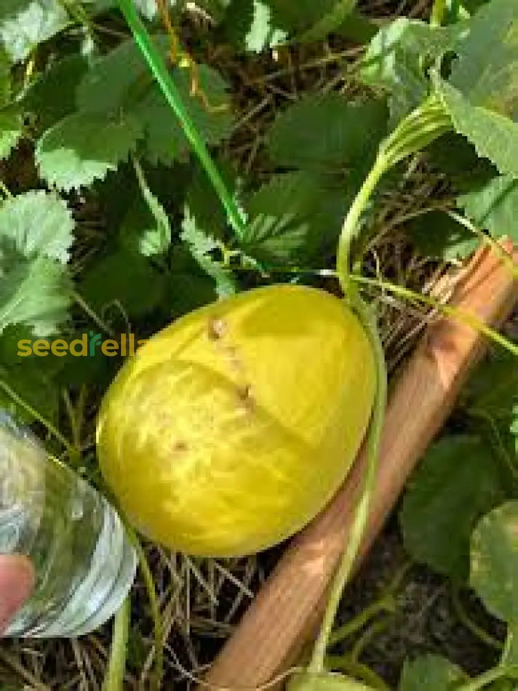 Yellow Canary Melon Fruit Seeds Planting