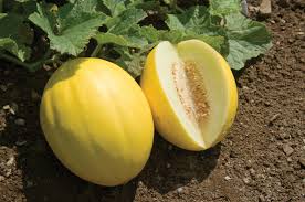 Yellow Canary melons ripening on vines