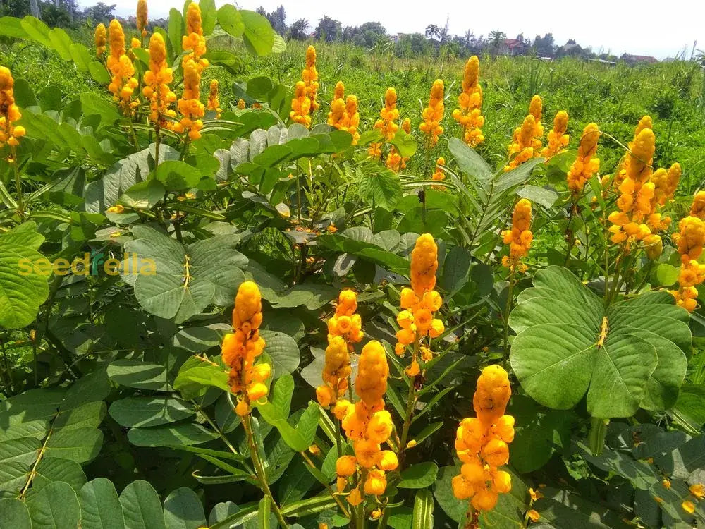 Yellow Candlestick Flower Seeds Planting