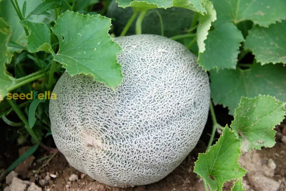 Yellow Cantaloupe Fruit Seeds Planting Sweet