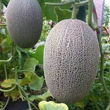 Yellow cantaloupe melons growing on garden vines