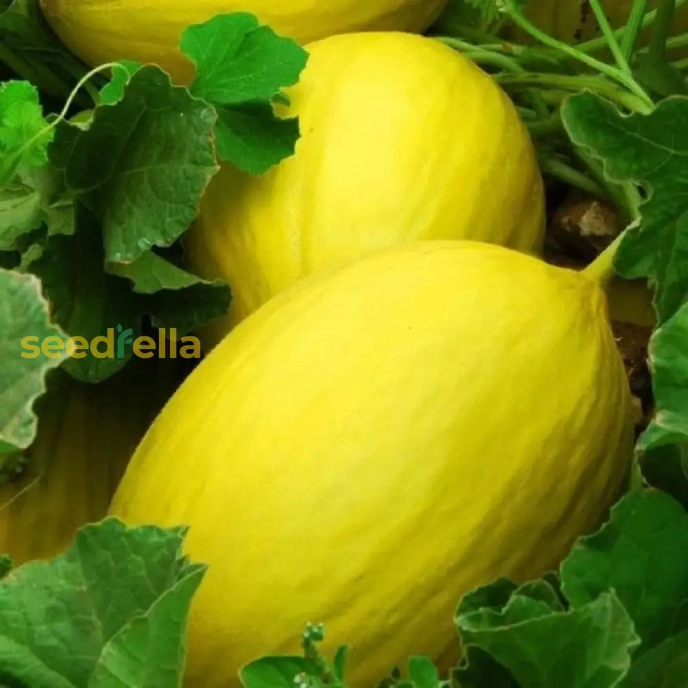 Yellow Cantaloupe Seeds For Planting - Grow Sweet And Juicy Melons!