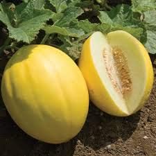 Yellow cantaloupe seeds for planting sweet juicy melons at home