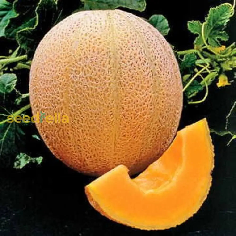 Yellow Cantaloupe Seeds for Planting Sweet Melon Fruit