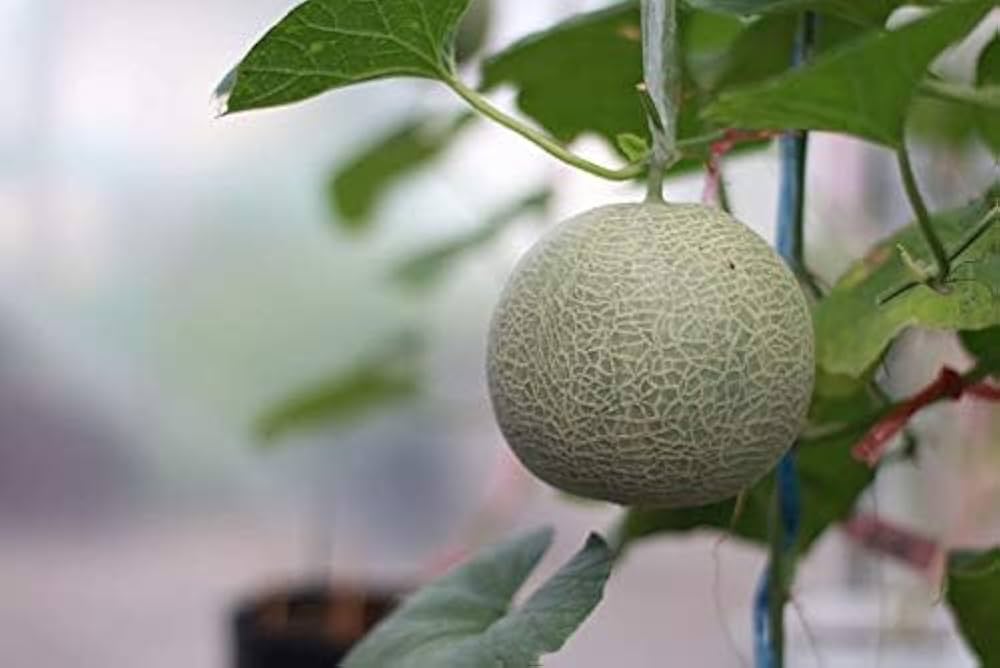 Yellow cantaloupe seeds for planting sweet melons