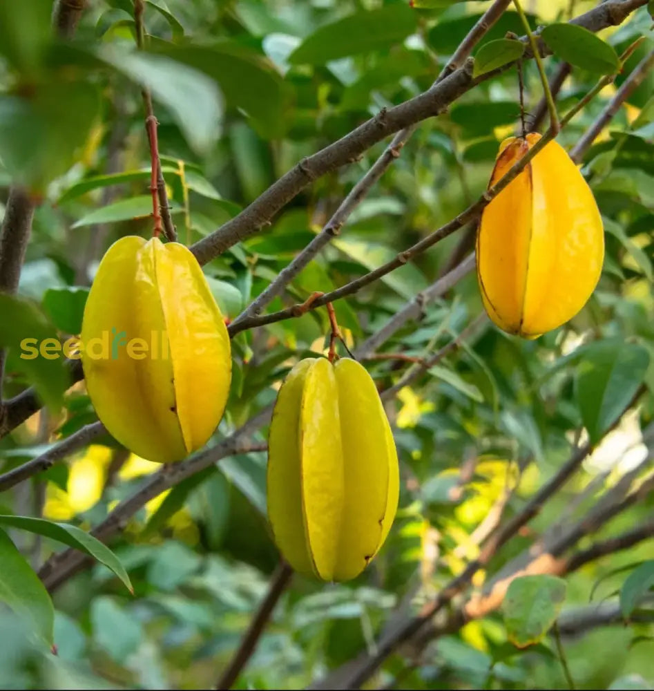 Yellow Carambola Fruit Seeds Planting Sweet