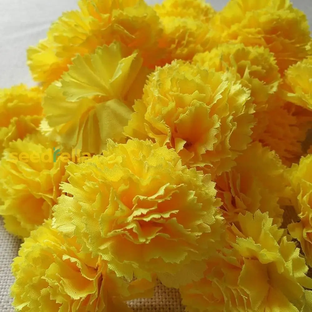 Yellow Carnation Flower Seeds For Planting