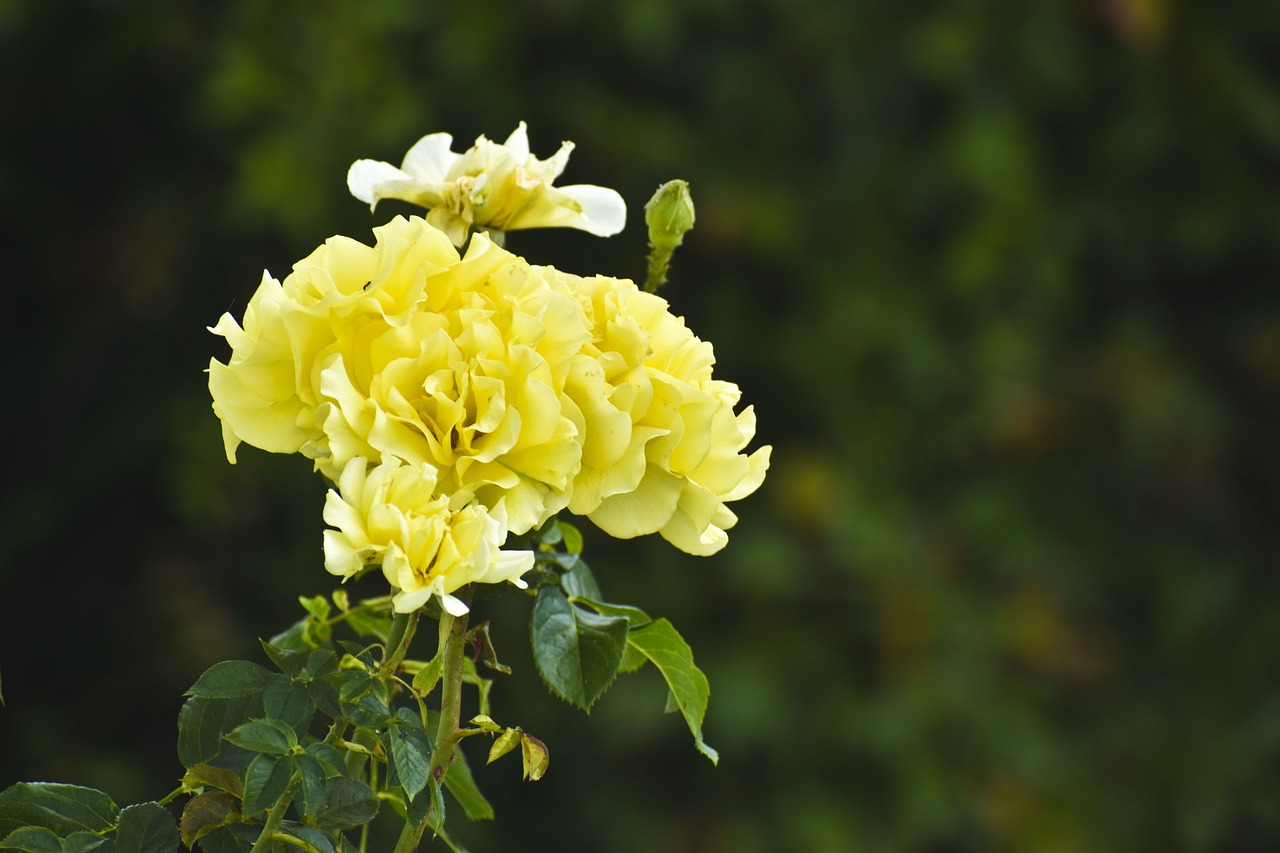 Yellow Carnation Plant with Fragrant Blooms