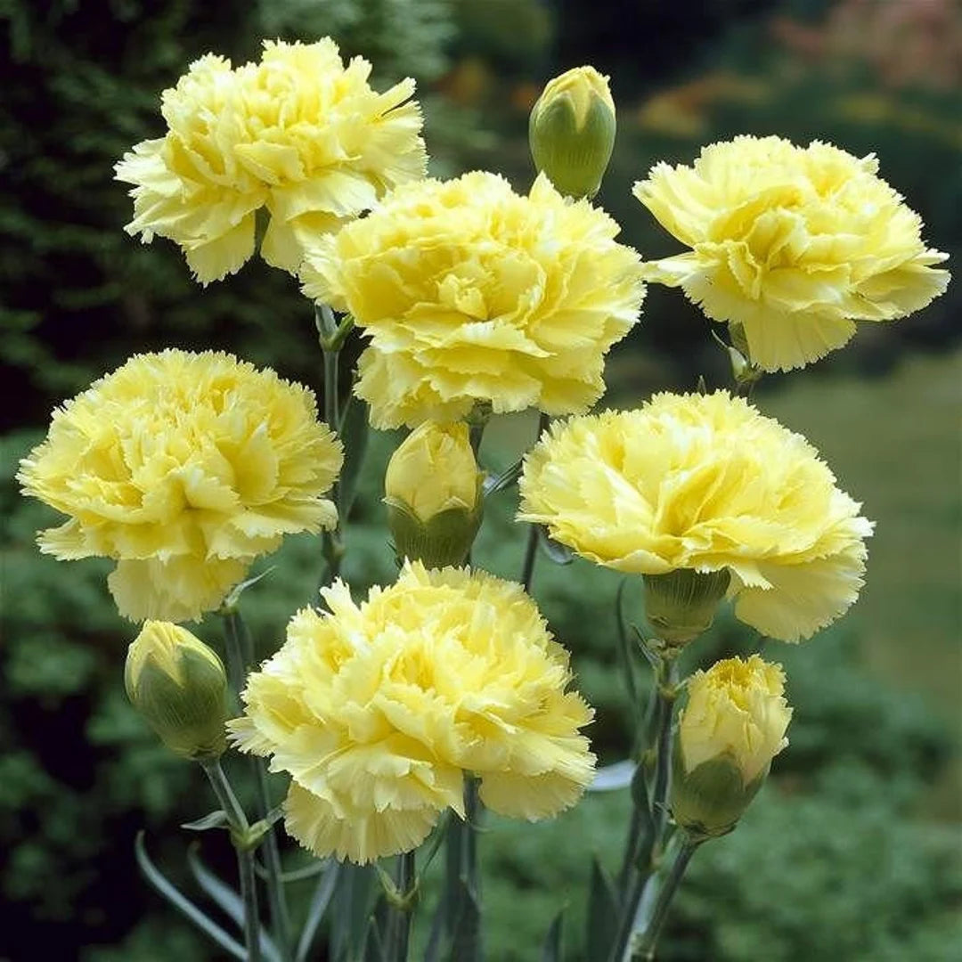 Step-by-Step Guide for Growing Yellow Carnation Seedlings