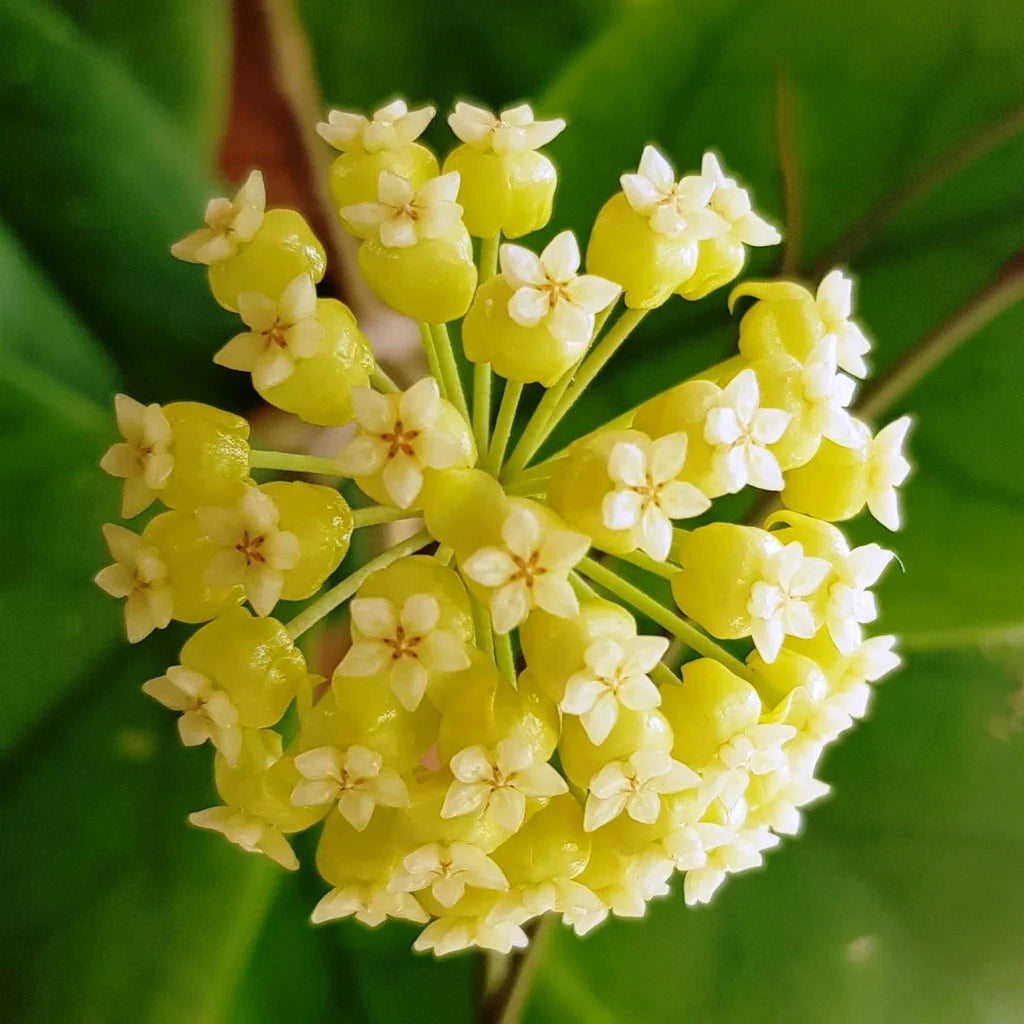 Yellow Carnosa Flower Seeds for Planting