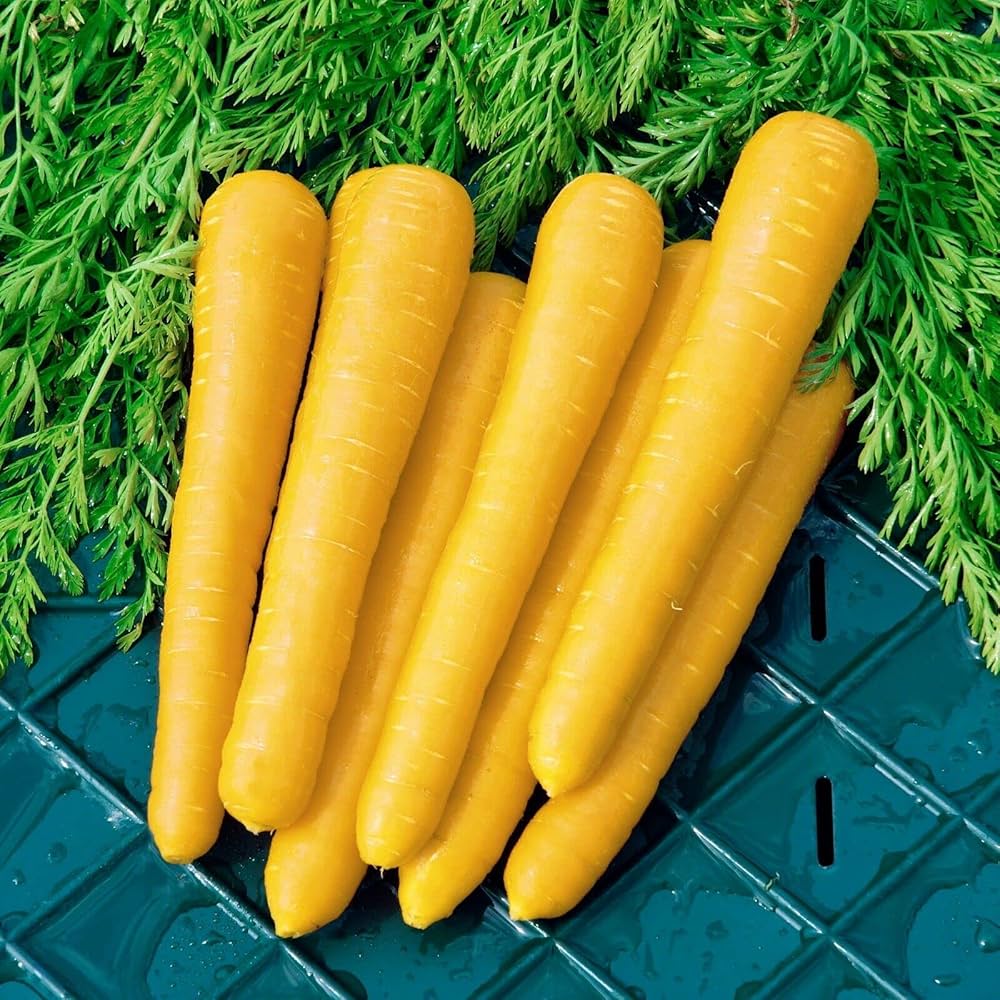 Non GMO yellow carrot seeds for planting