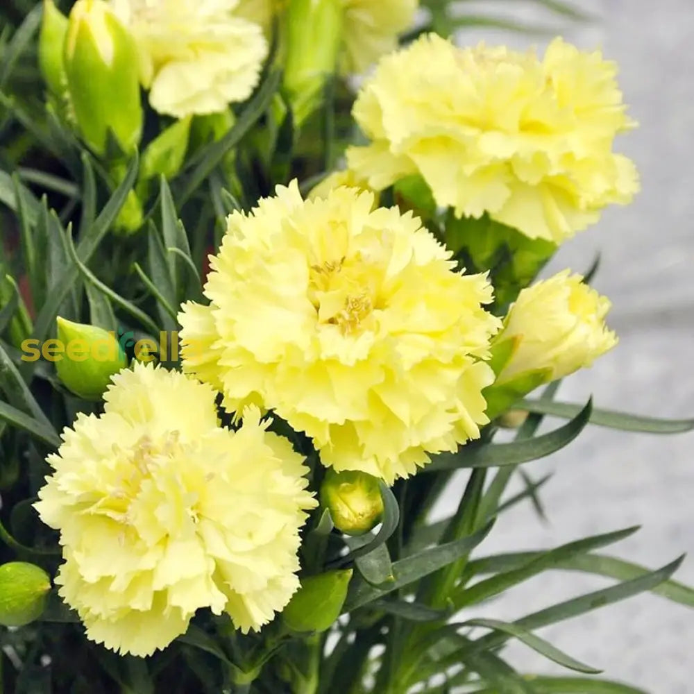 Yellow Caryophyllus Flower Planting Seeds