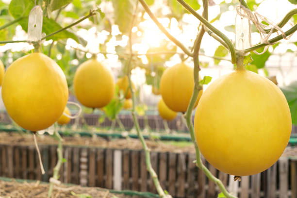 Yellow Casaba melon fruit seeds for planting sweet tropical melons