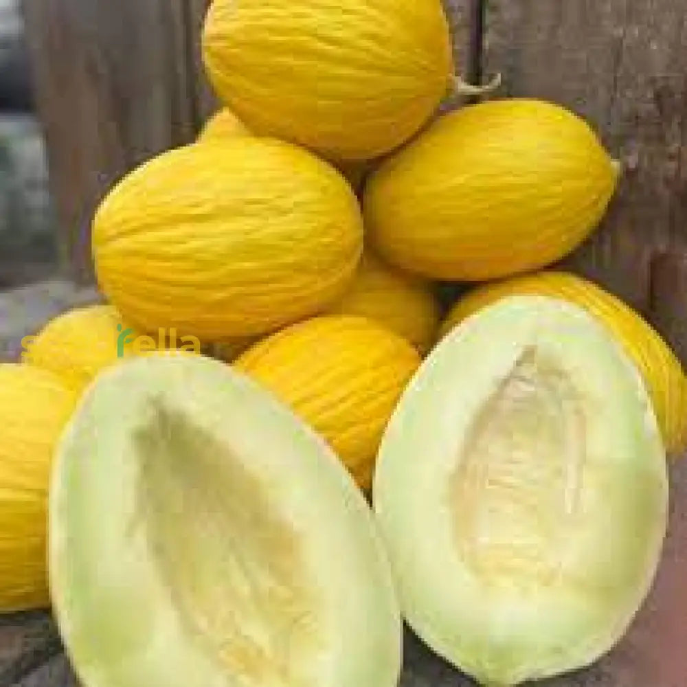 Yellow Casaba Melon Fruit Seeds Planting Sweet