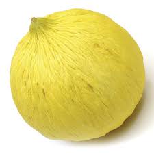 Yellow Casaba melon plants growing in full sun