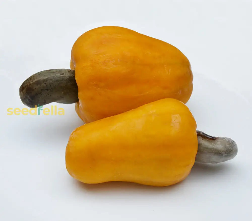 Yellow Cashew Tree Seeds Planting Tropical