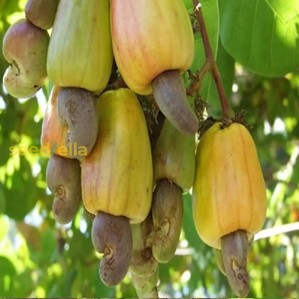 Yellow Cashew Tree Seeds Planting Tropical