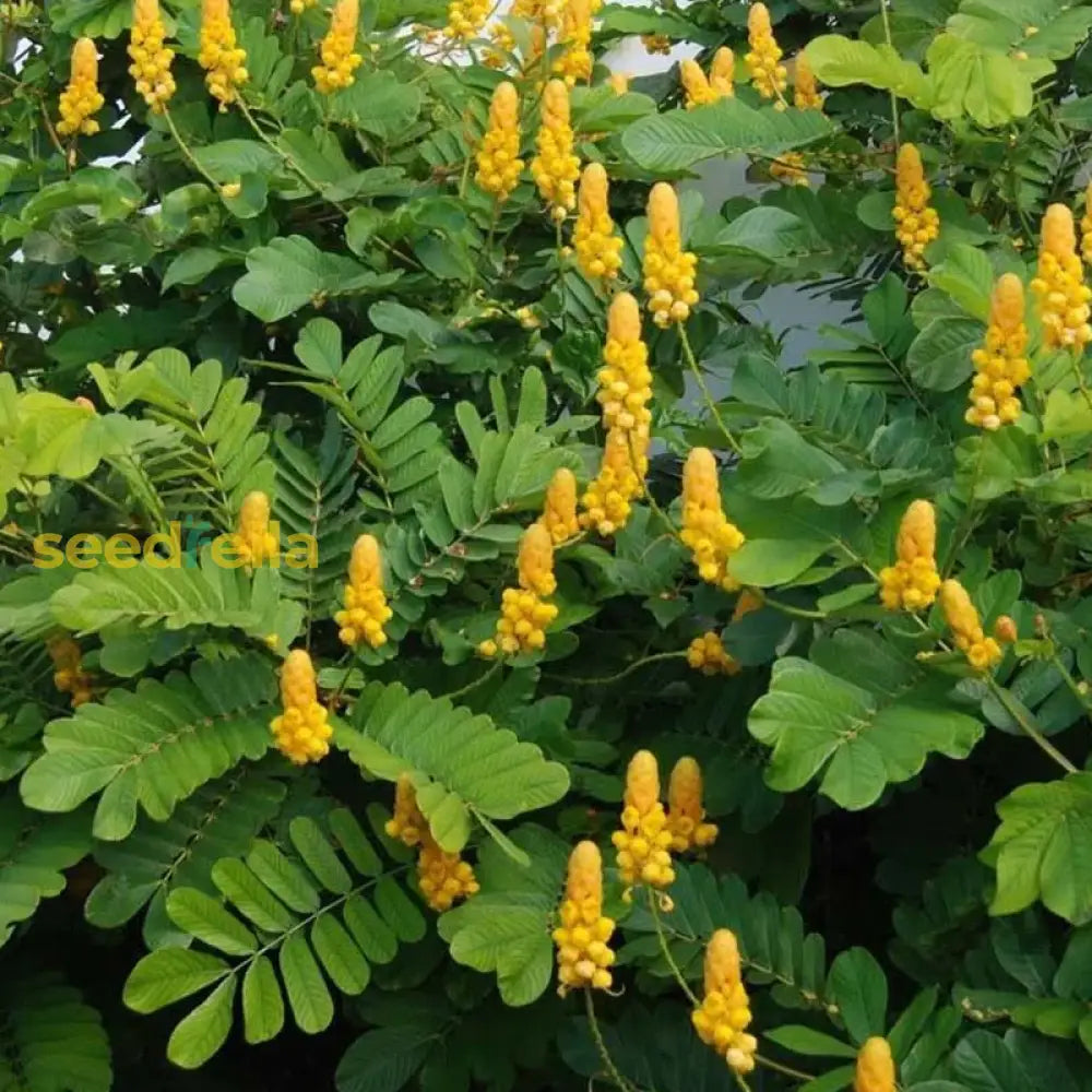 Yellow Cassia Alata Seeds For Planting - Medicinal Benefits Flower