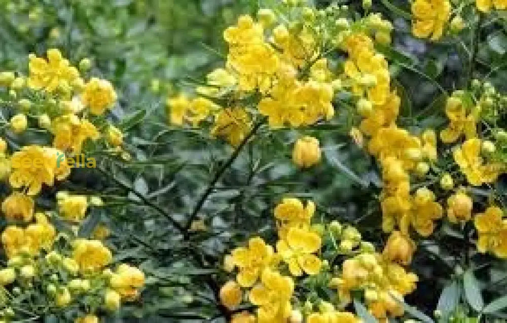 Yellow Cassia Tora Flower Seeds For Planting  Vibrant Garden Beauties