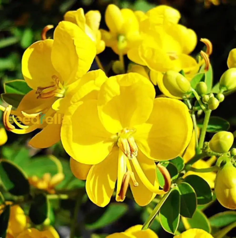 Yellow Cassia Tora Flower Seeds For Planting  Vibrant Garden Beauties