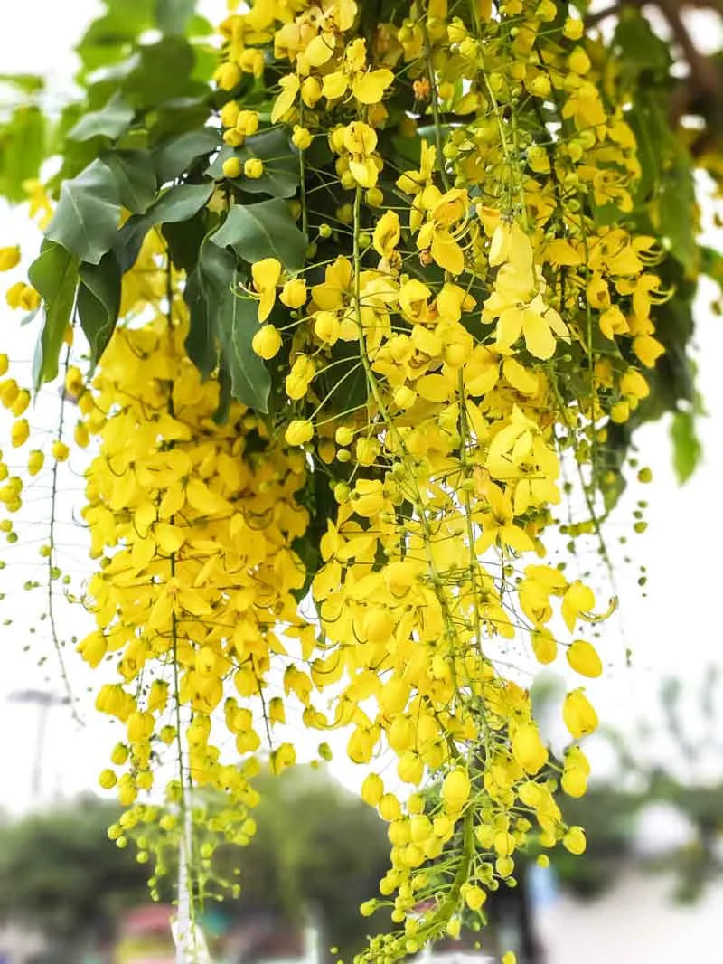 Yellow Cassia Tree Growing in a Garden Landscape