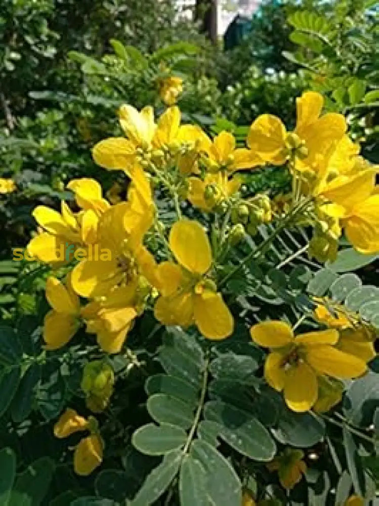 Yellow Cassia Tree Seeds - Bright Sunshine Planting