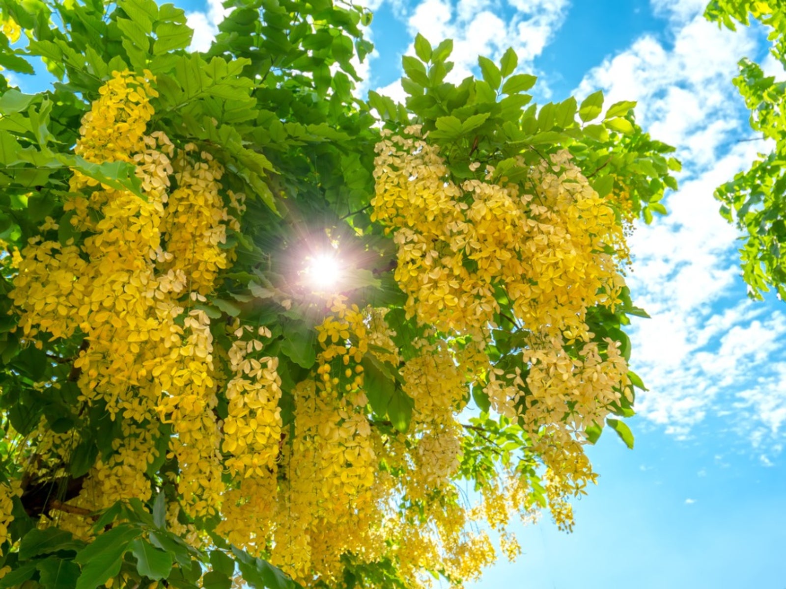 Yellow Cassia Tree Seeds for Planting in Gardens