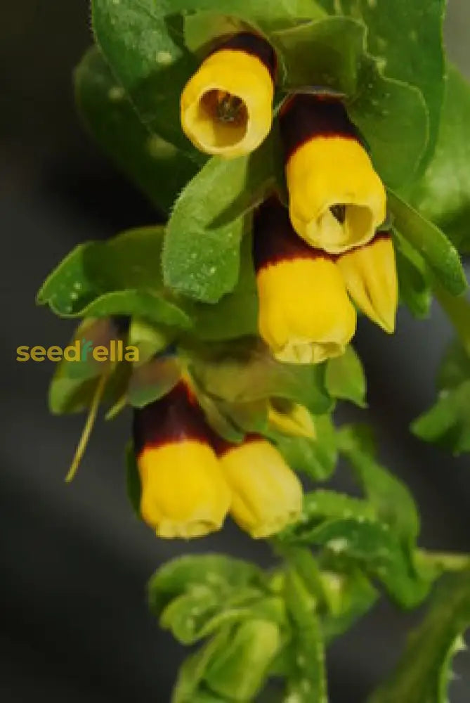 Yellow Cerinthe Flower Seeds For Easy Spring Planting