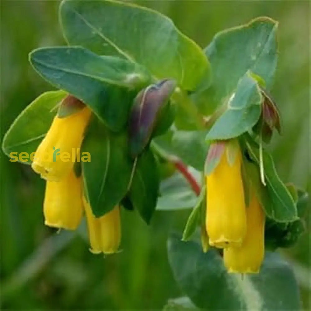 Yellow Cerinthe Flower Seeds For Easy Spring Planting