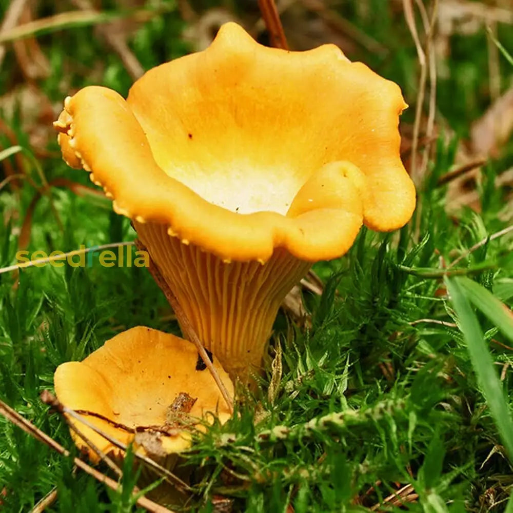 Yellow Chanterelle mushroom seeds for planting non GMO