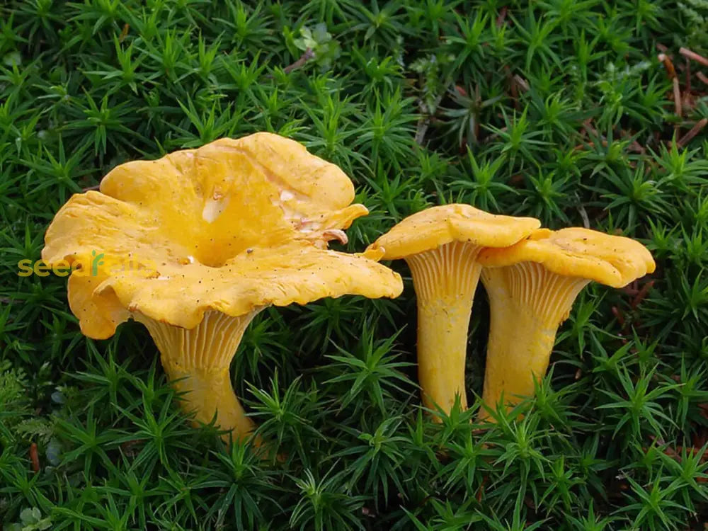 Yellow Chanterelle mushrooms grown indoors