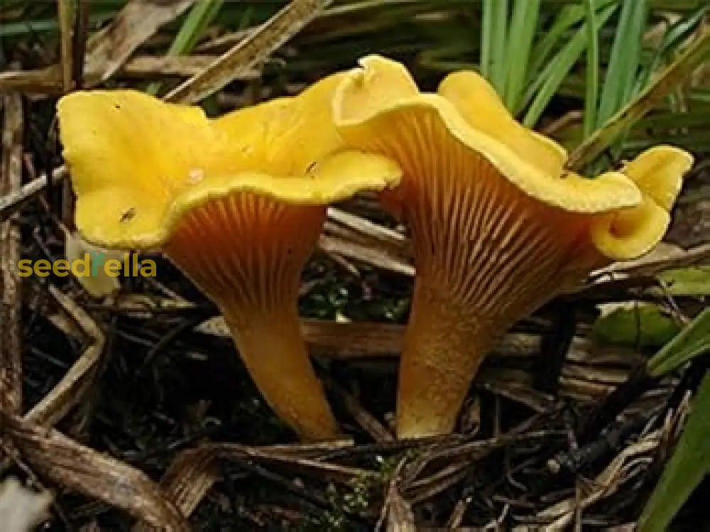 Yellow Chanterelle spores growing on substrate