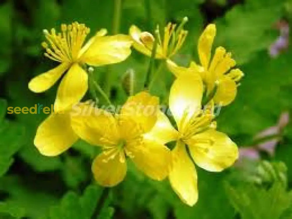 Yellow Chelidonium Majus Planting Seeds  Perennial Flowers For Spring & Fall Flower