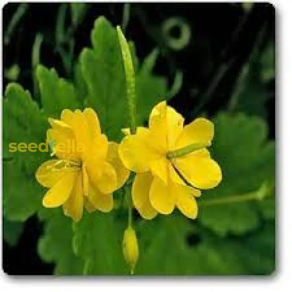 Yellow Chelidonium Majus Planting Seeds  Perennial Flowers For Spring & Fall Flower