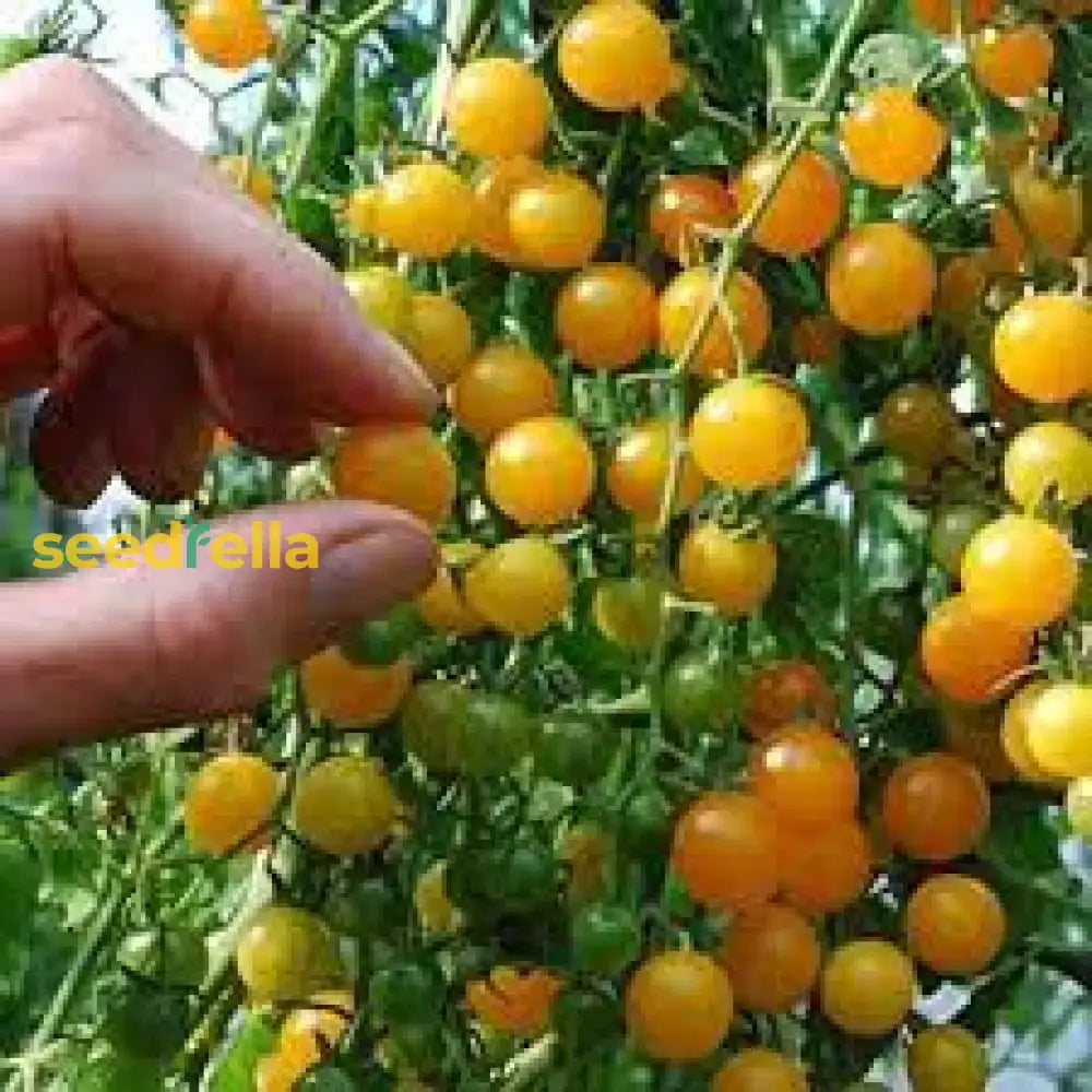 Yellow Cherry Tomato Seeds For Spring Planting Vegetable Seeds