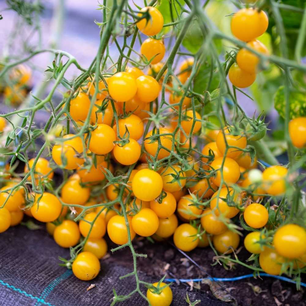 Yellow cherry tomato seeds growing guide