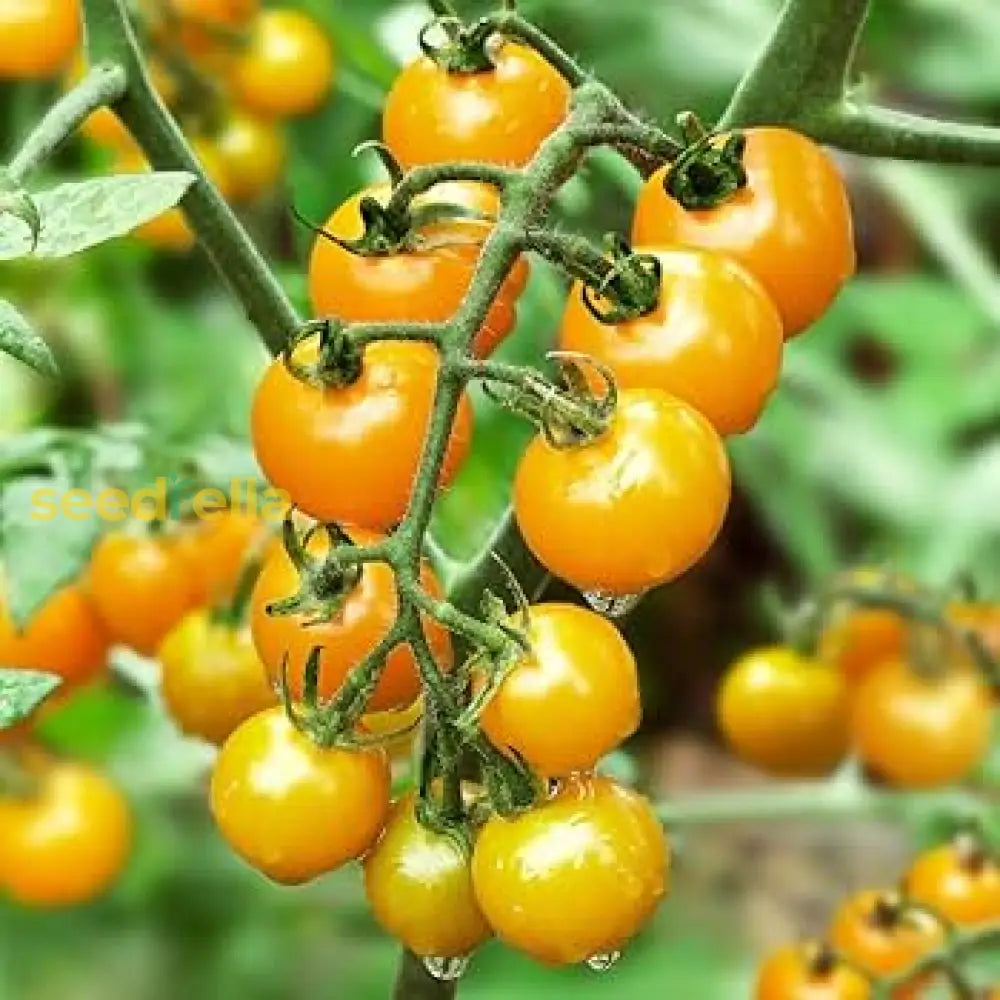 Yellow cherry tomato seeds spring planting