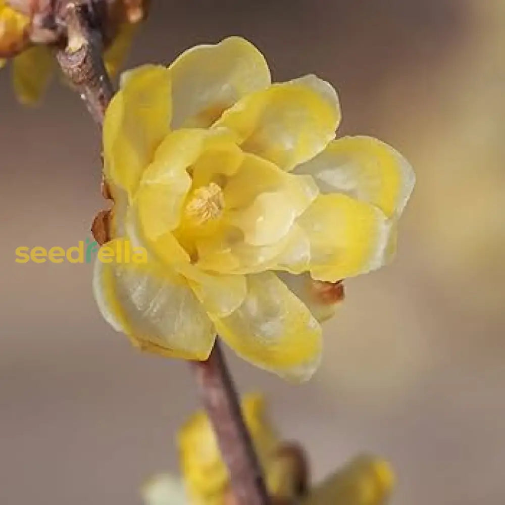 Yellow Chimonanthus Plant For Garden Planting  Seeds Bright And Fragrant Blooms Flower