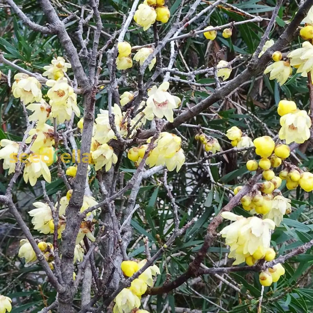 Yellow Chimonanthus Plant For Garden Planting  Seeds Bright And Fragrant Blooms Flower