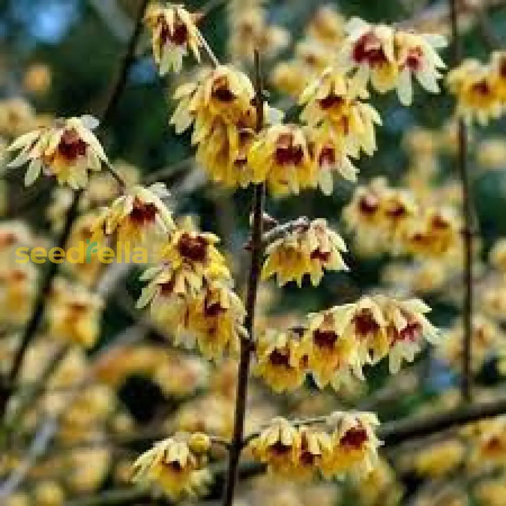 Yellow Chimonanthus Praecox Flower Seeds For Planting  Seed Fragrant