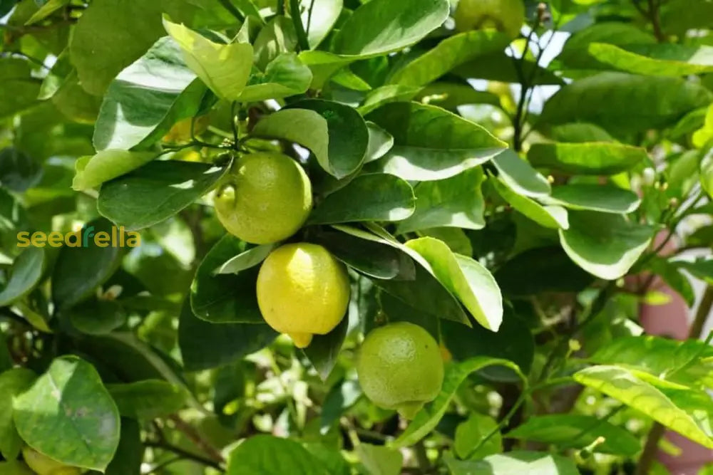 Yellow Citron citrus plants growing in a garden