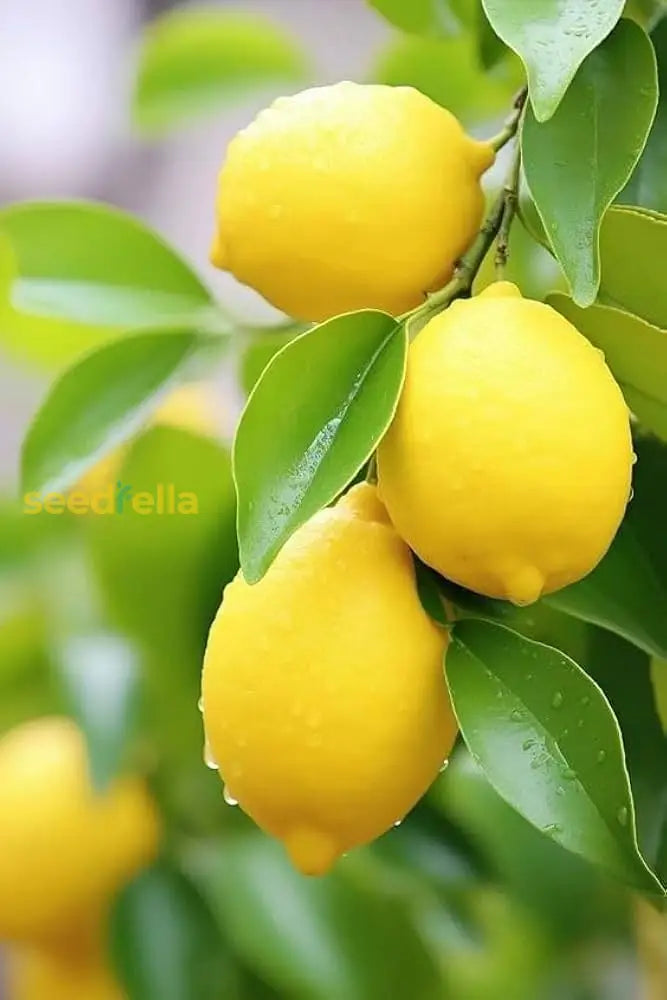 Yellow Citron Citrus Seeds For Easy Planting Vegetable Seeds