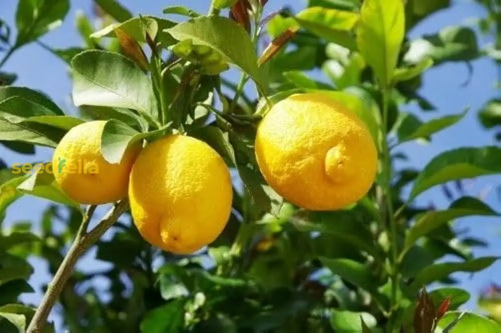 Yellow Citron citrus seeds for planting non GMO